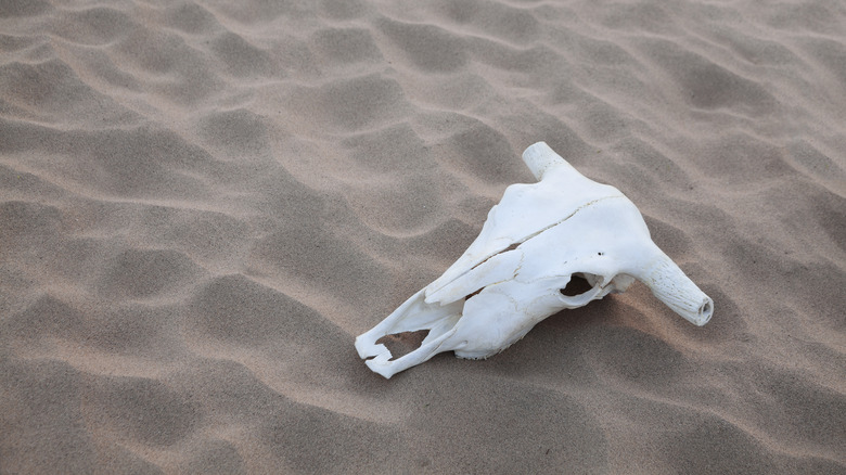 An animal skull sitting in the sand