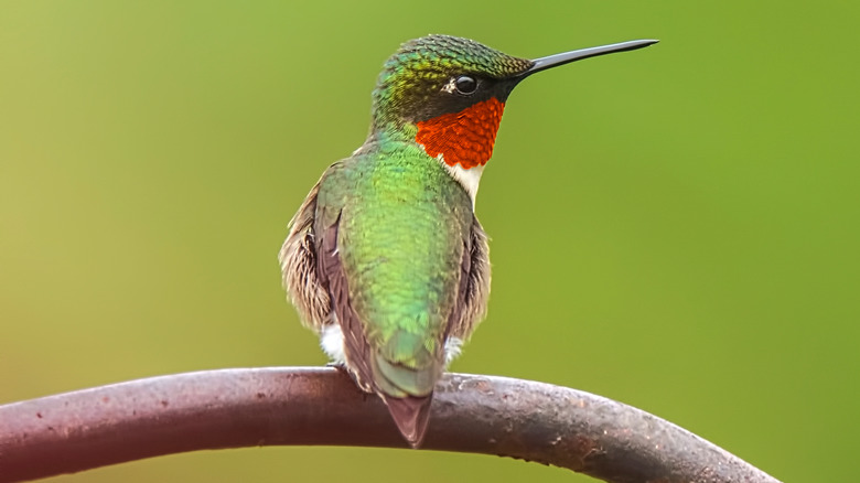 Ruby-throated hummingbird at rest