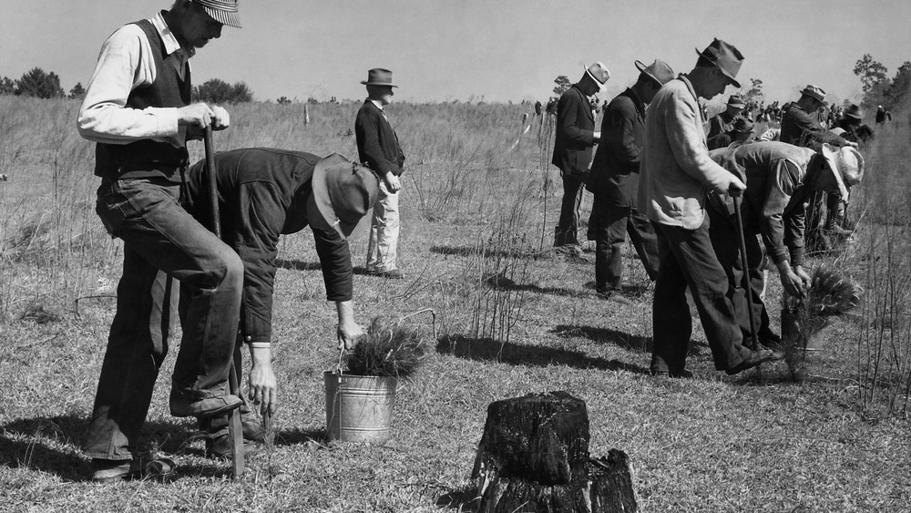 ccc workers planting