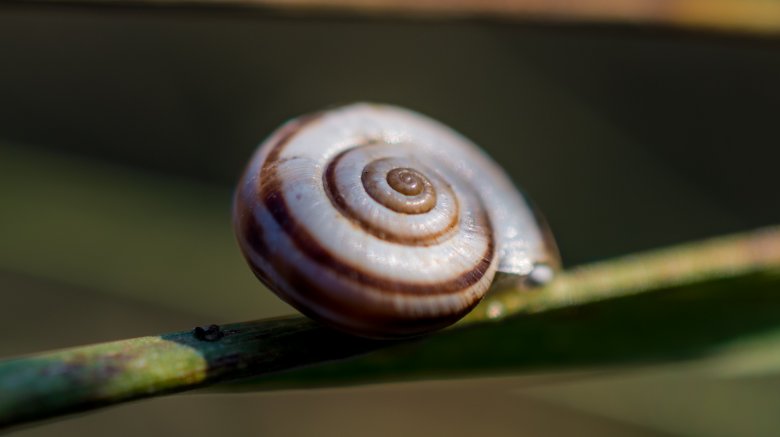 sleeping snail