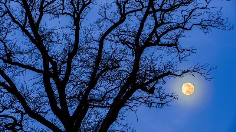 Moon behind trees at night