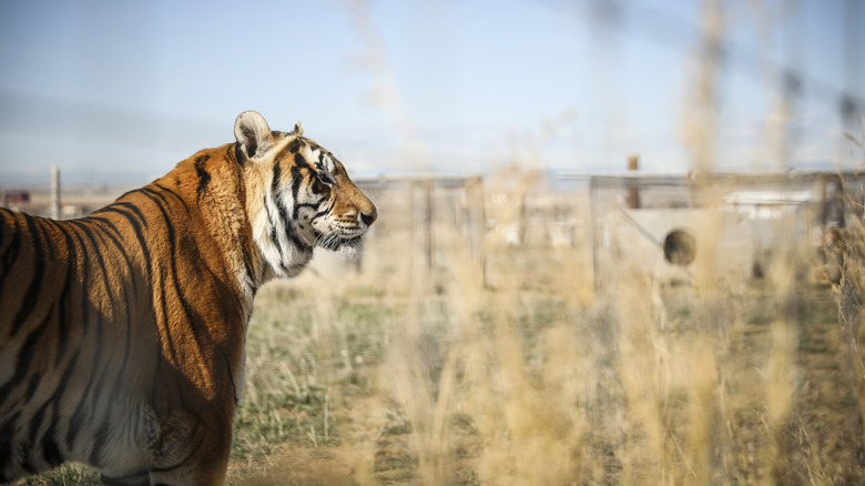 Tiger rescued from zoo