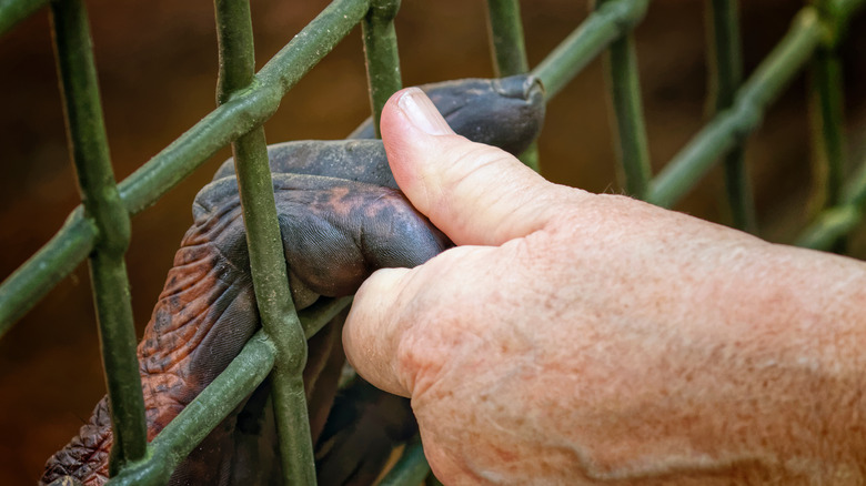 Ape holding human hand