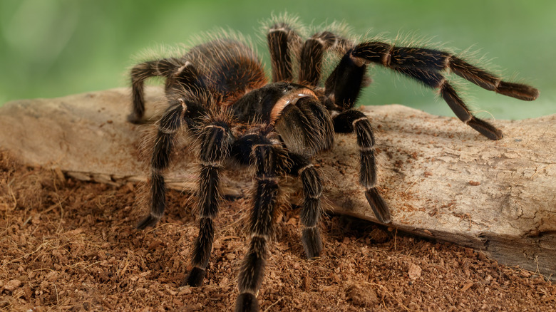 Brown tarantula