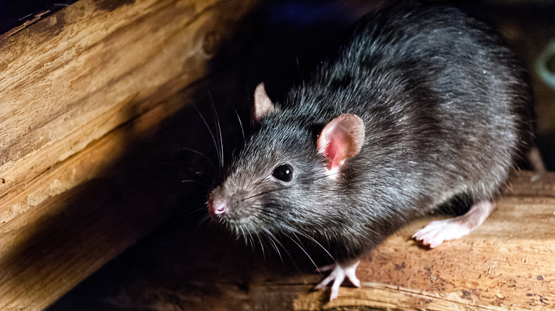 A dark grey rat