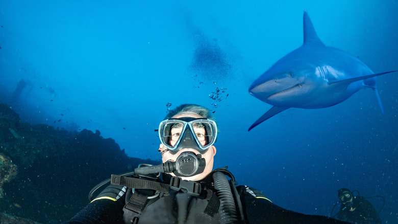 Shark and scuba diver