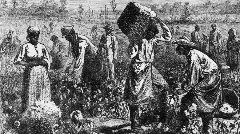 Enslaved Africans working in cotton fields