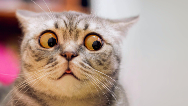 Surprised cat