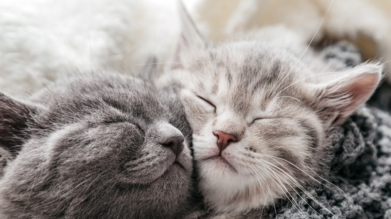 Two sleeping cats