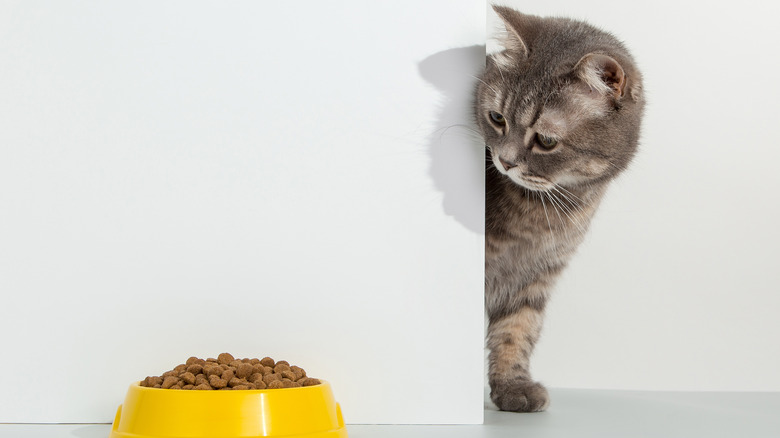 Cat looking around corner