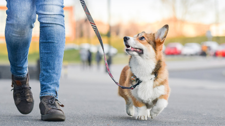 Dog walking