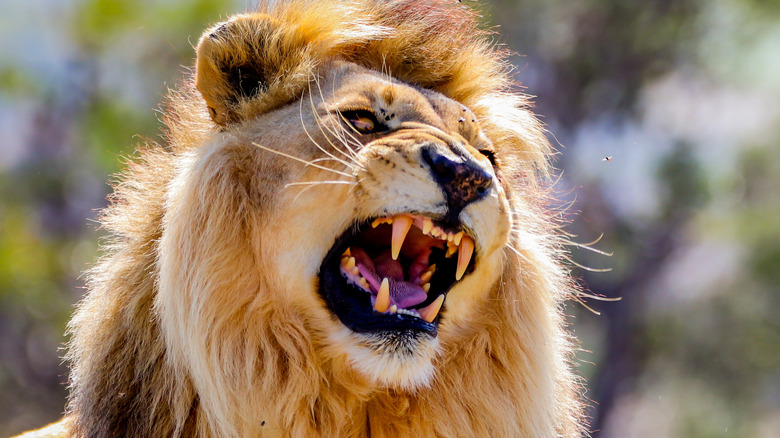 a roaring lion