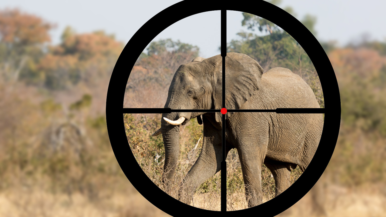 how-much-money-does-trophy-hunting-bring-in-annually