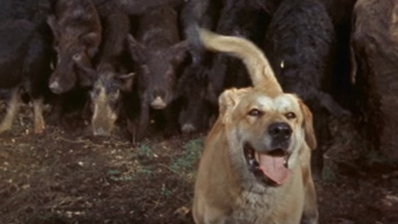 Old Yeller with wild hogs