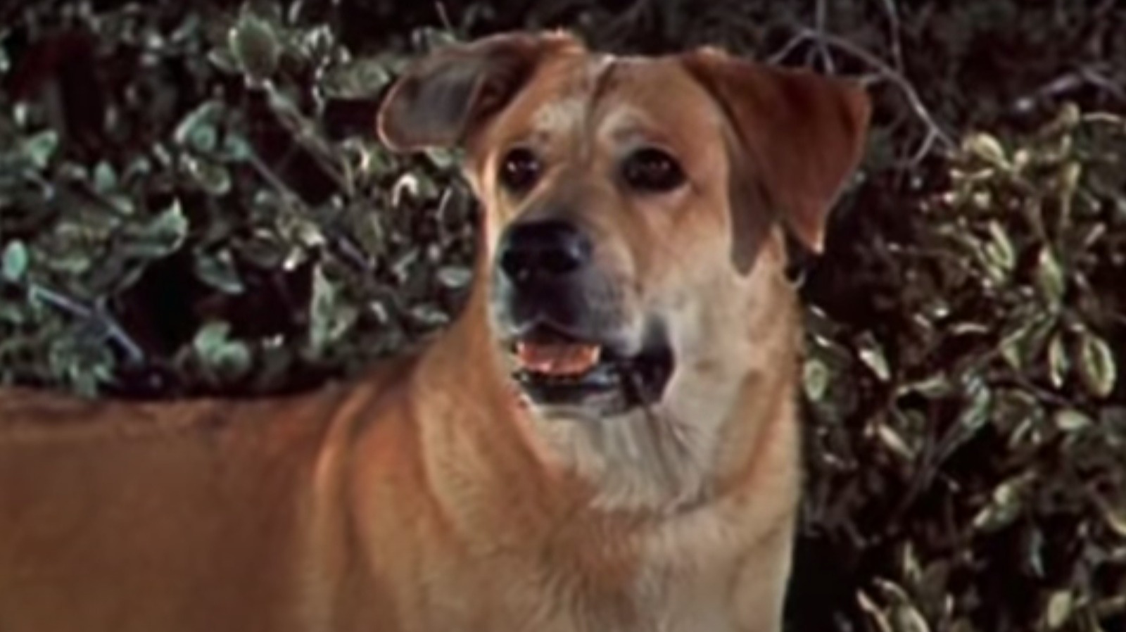 how-old-yeller-went-from-shelter-dog-to-movie-star