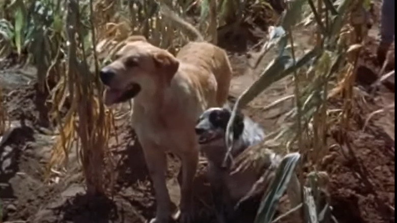 Old Yeller in cornfield