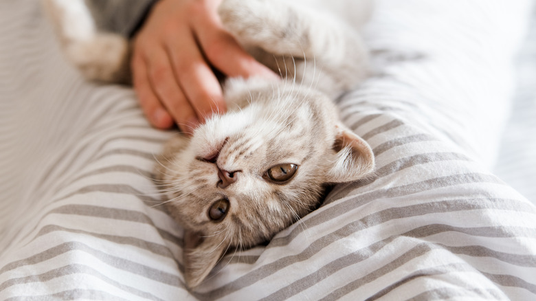 Cat enjoying a scratch