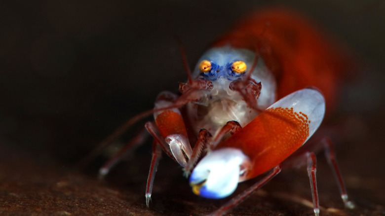 Crouched snapping shrimp