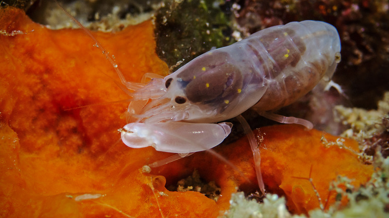 snapping shrimp underwater