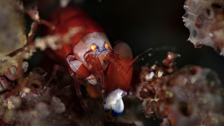 Snapping shrimp hunting prey