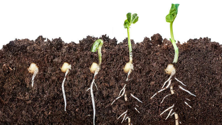 pea plant underground roots