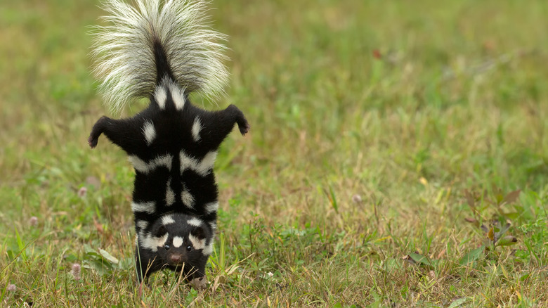 skunk doing handstand