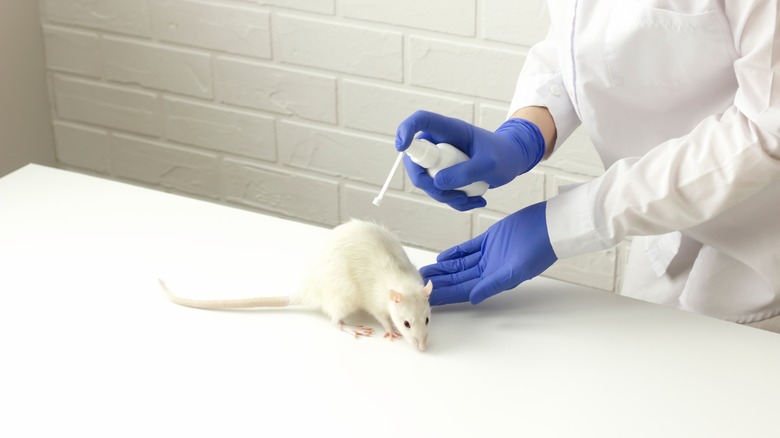 rat on a lab table with researcher