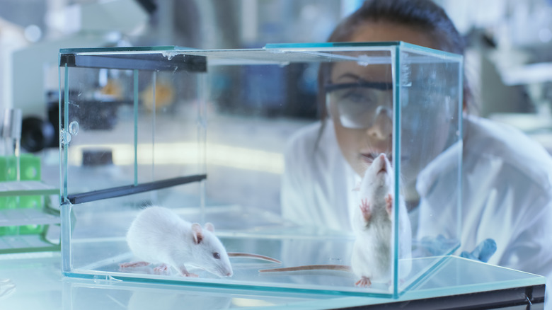 Rats in a glass box in a lab