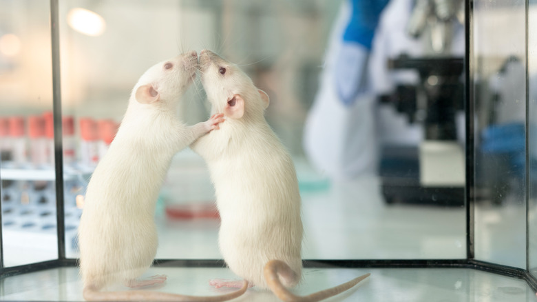 Two rats sniffing each other in a glass lab box