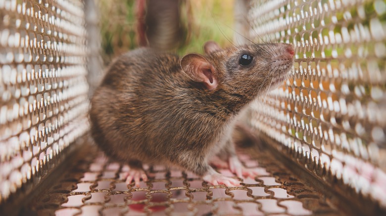 Rat staring out of a cage. 