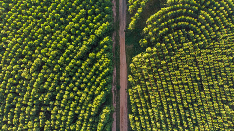 Eucalyptus groves bird's eye view