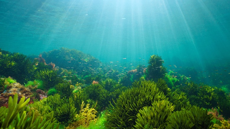 Underwater algae