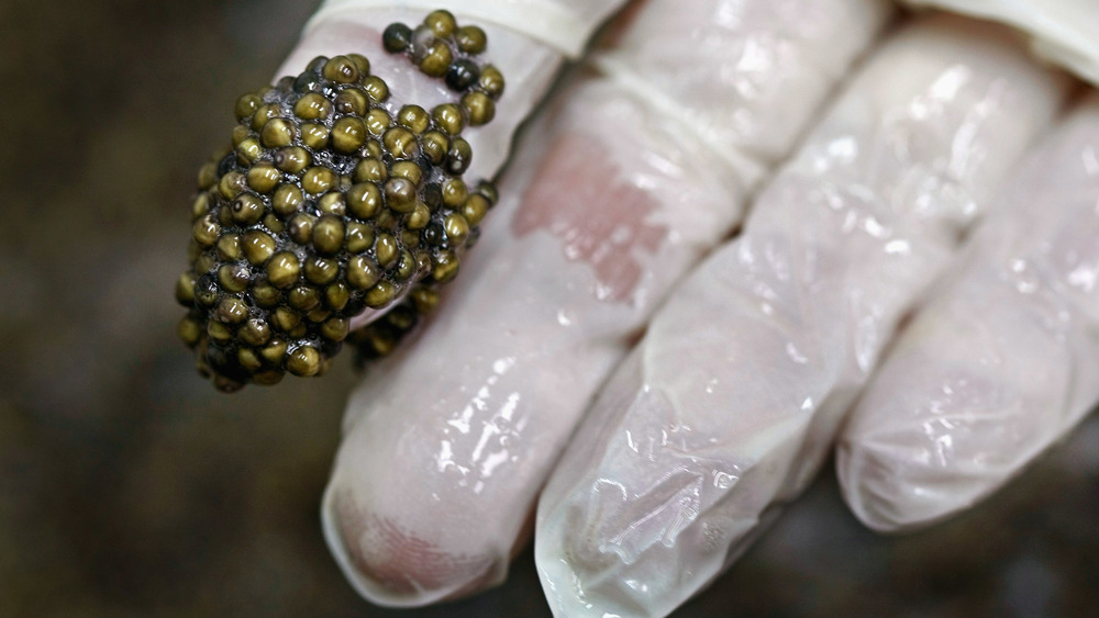 Sturgeon eggs