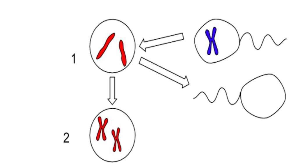 Steps of gynogenesis