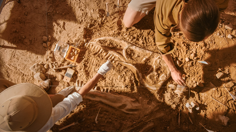 Archaeologists digging 