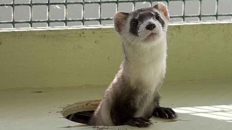 Black-footed ferret in captivity