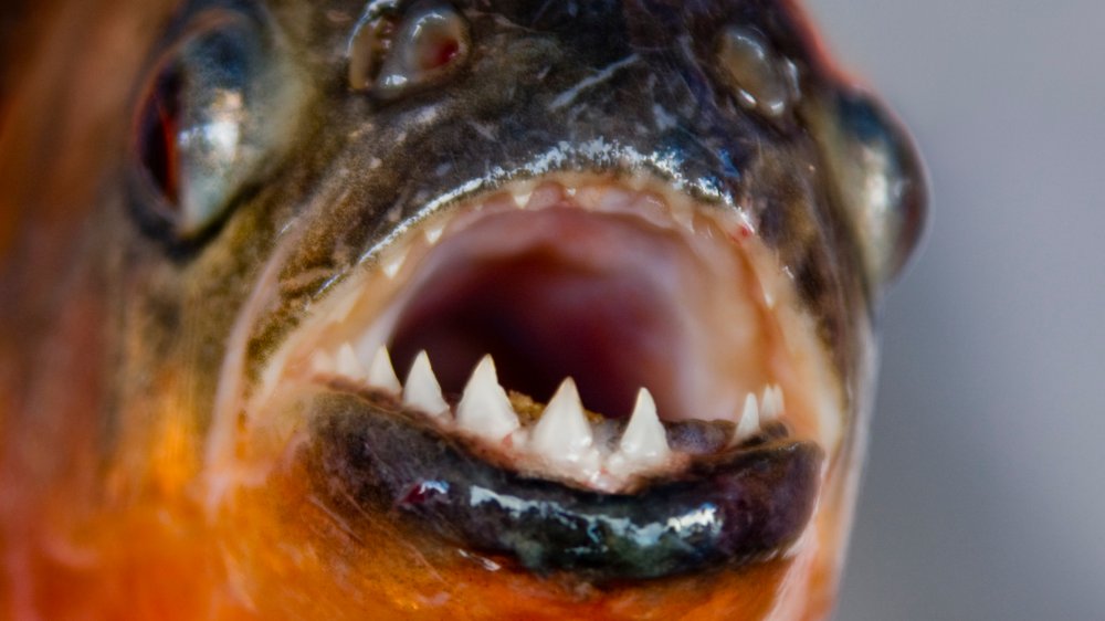 Red-bellied piranha