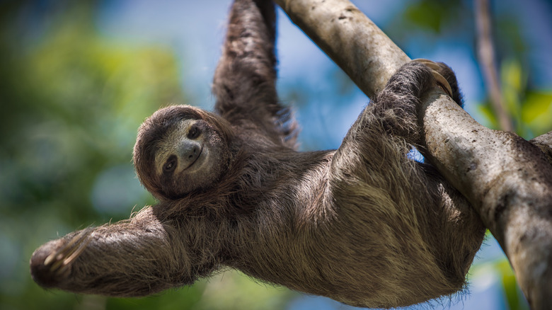 Sloth in a tree