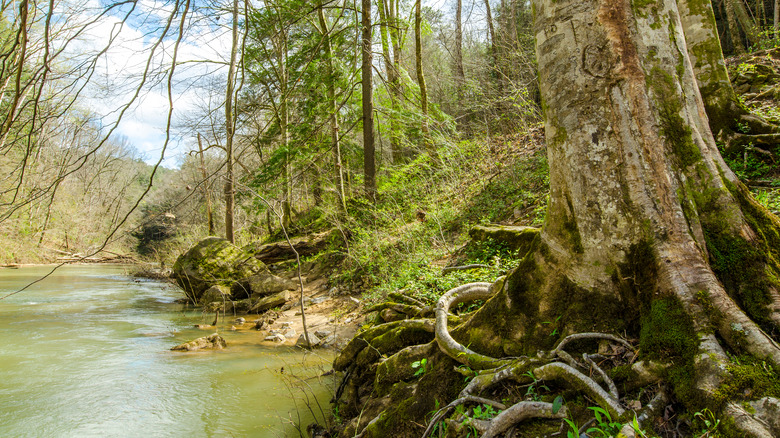 Bankhead National Forest, North Alabama