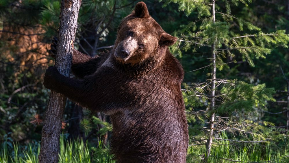 Bear shaking a tree