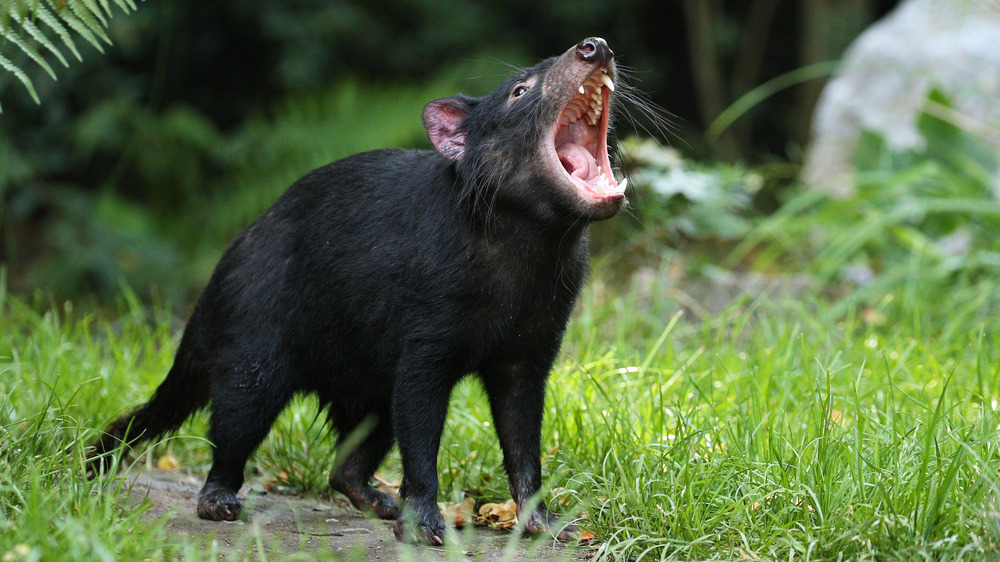 Screaming Tasmanian Devil