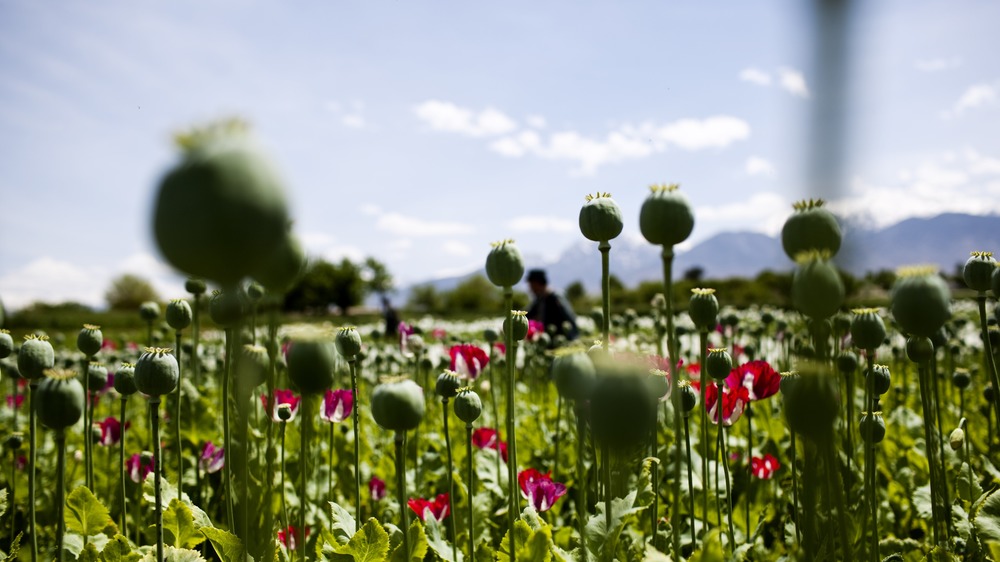 Opium poppies