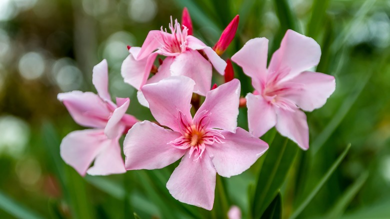 pink oleander