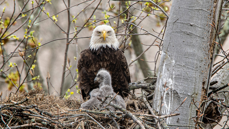 nesting bald eagle with young