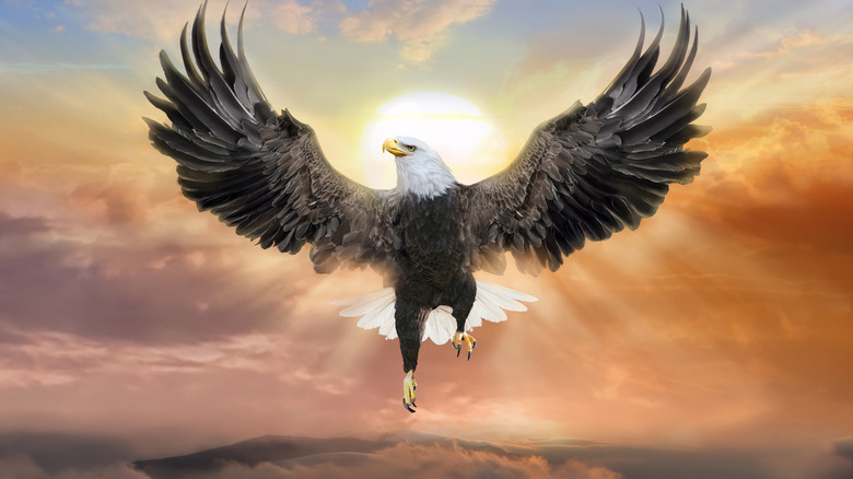 bald eagle rising in the sky