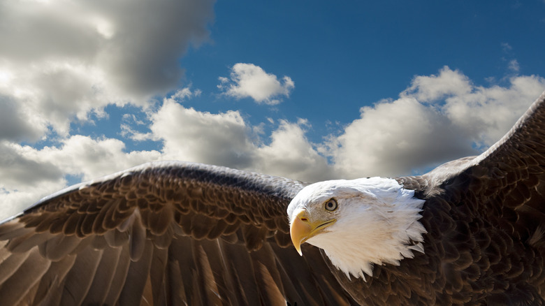 bald eagle close-up