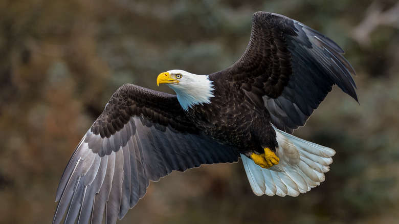 bald eagle in flight