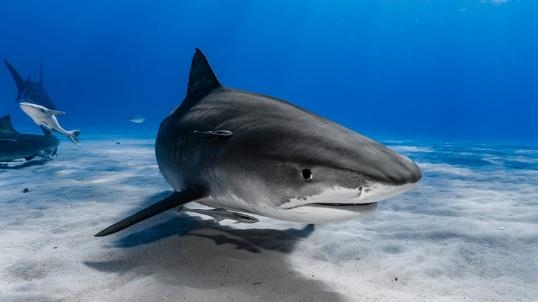 Tiger shark swimming on seafloor