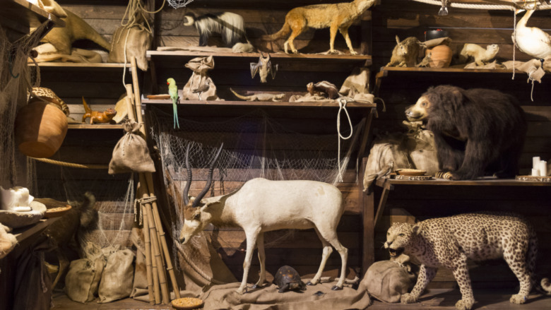 Taxidermied animals on shelves