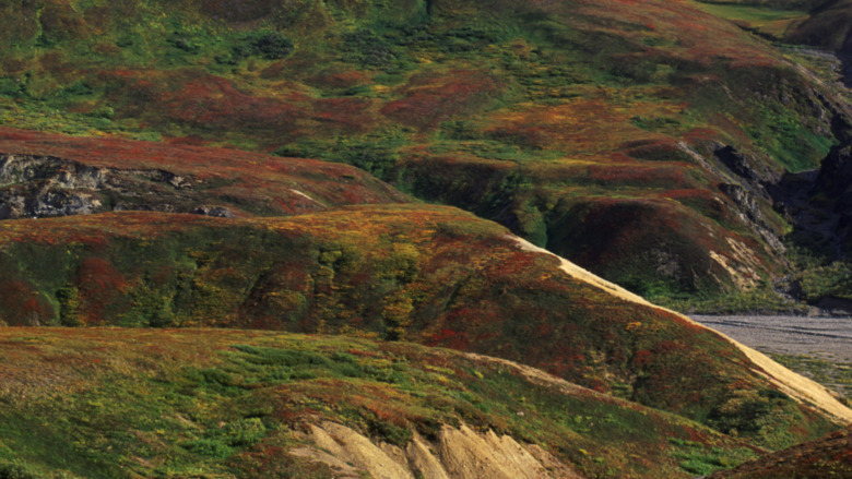 A ravine covered in green grass